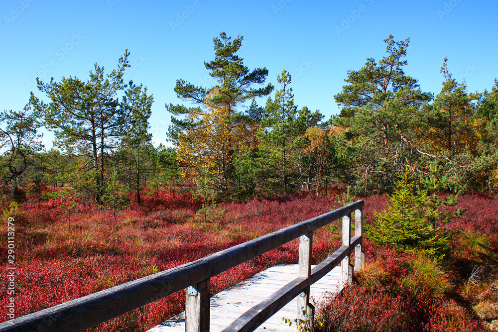 Autumnal walk through a colourful heathland