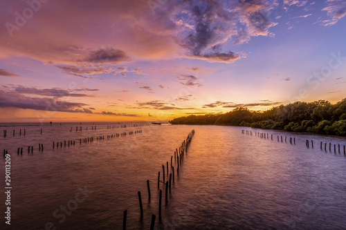 Sunset Mangrove Forest.