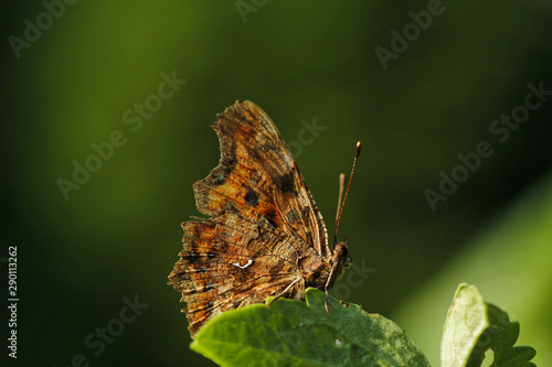 C-Falter Schmetterling isoliert auf einem Blatt in der Sonne sitzend Seitenansicht Polygonia c-album