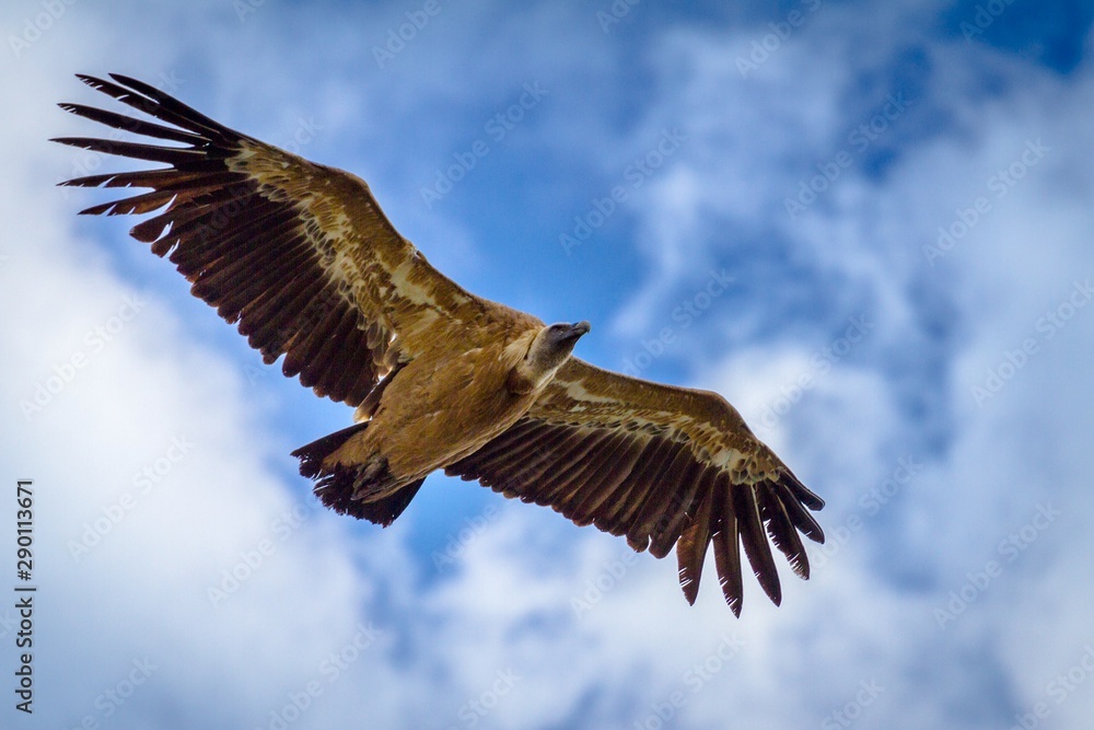 Fototapeta premium Griffon vulture in flight
