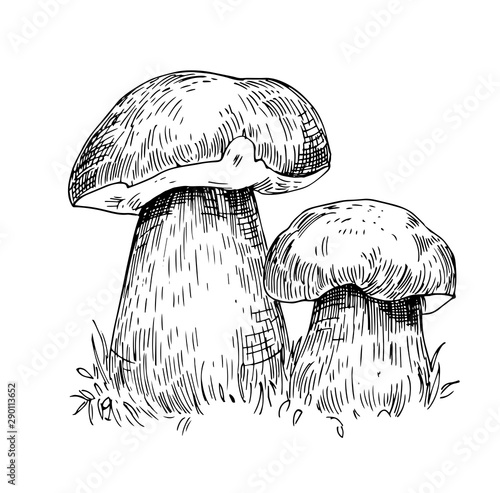 Mushrooms illustrations. Porcini sketch. Hand drawn vector
