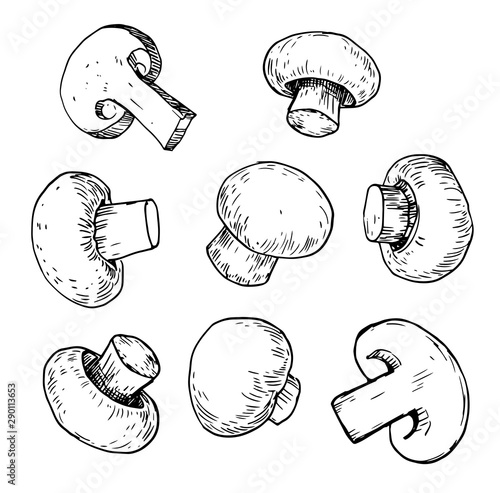Champignon sketch. Hand drawn illustration converted to vector
