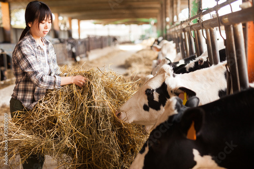 Farm worker feeding cows with hay