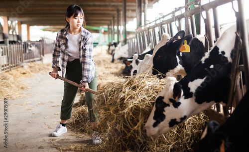 Portrait of active chinese female employee working in cowshed on farm © JackF