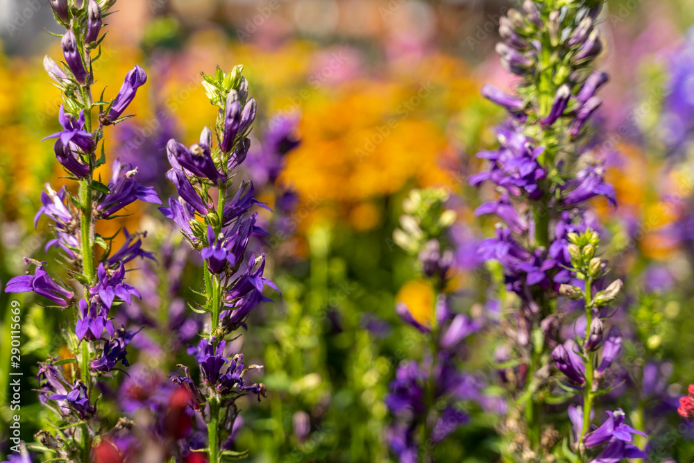 Fototapeta premium Lila Blume mit schönen Bokeh