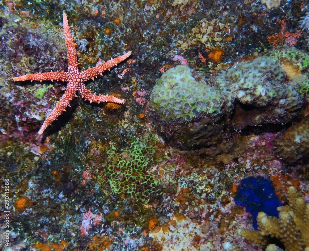 Egyptian Sea Star (Gomophia egyptiaca) Egyptian Sea Star (Gomophia egyptiaca)