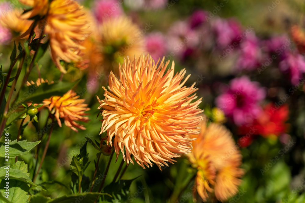 Dahlie blüht orange Bokeh Blume Dahlie blüht orange Bokeh Blume