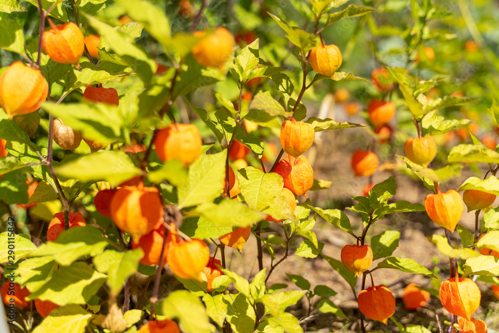 Lampionblume Physalis alkekengi Halloween blüht