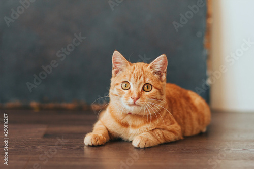 ginger tabby kitten on a dark gray background.