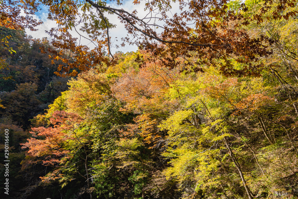 Geibi Gorge ( Geibikei ) Autumn foliage scenery view in sunny day. Beautiful landscapes of magnificent fall colours in Ichinoseki, Iwate Prefecture, Japan