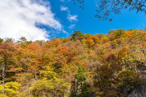 Geibi Gorge   Geibikei   Autumn foliage scenery view in sunny day. Beautiful landscapes of magnificent fall colours in Ichinoseki  Iwate Prefecture  Japan
