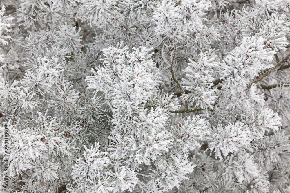Tree branches covered in hoarforst snow Tree branches covered in hoarforst snow