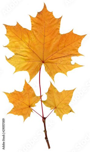 Autumn forest. Maple leaf. High quality.