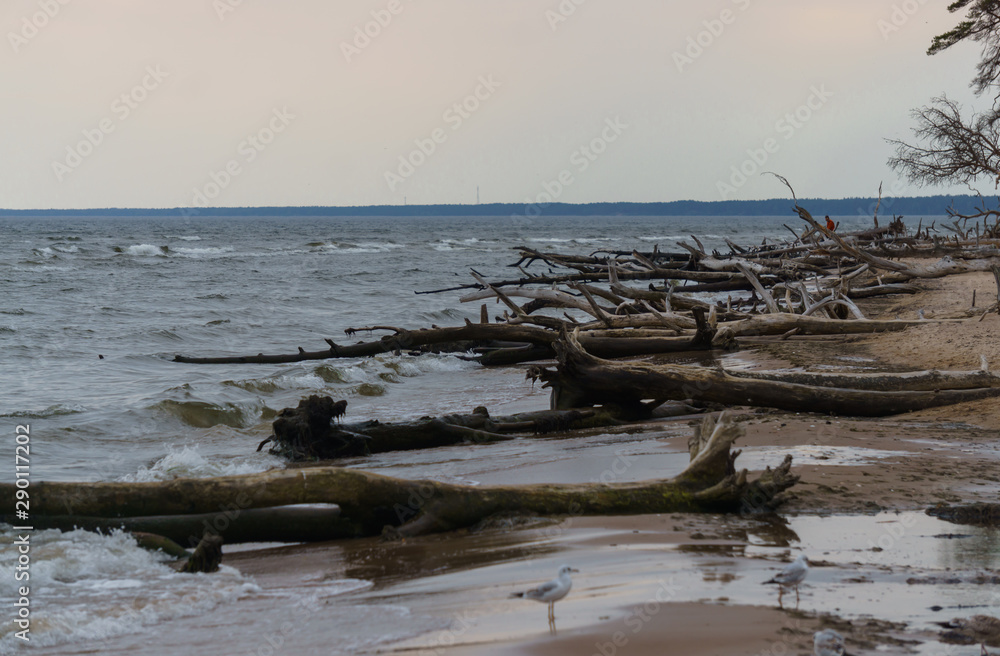 Discarded pine trees on the wild coast of the Baltic Sea. Discarded pine trees on the wild coast of the Baltic Sea.