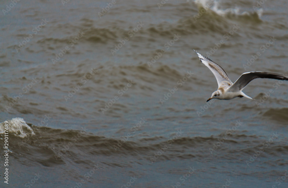 Sea gulls on the waves off the coast of the Baltic Sea. Sea gulls on the waves off the coast of the Baltic Sea.
