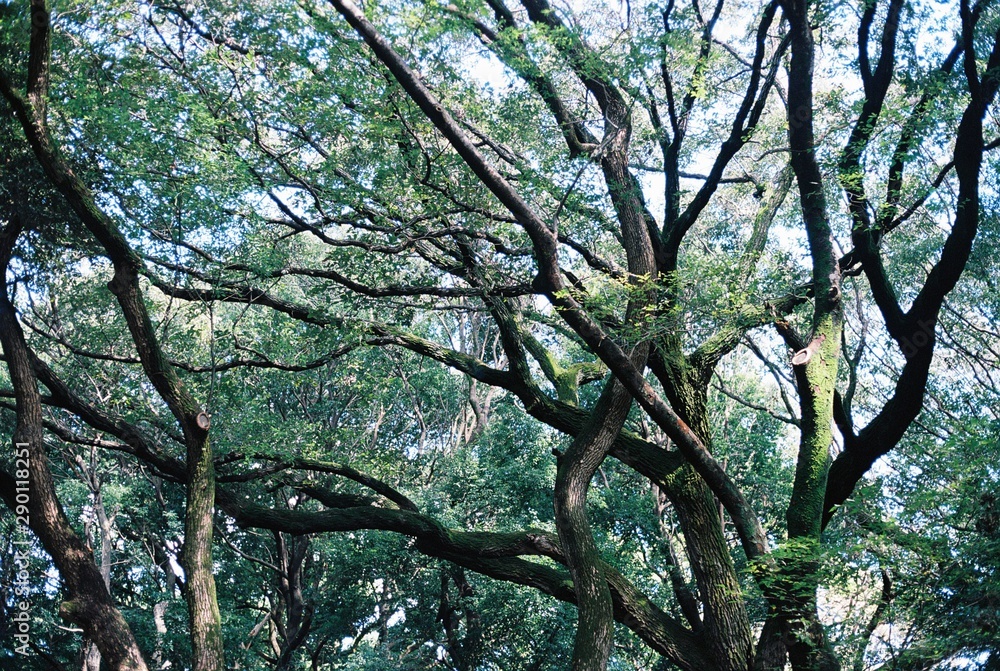 Trees Trees