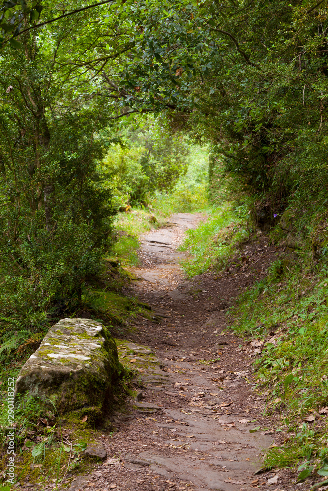 Camino en un bosque primaveral