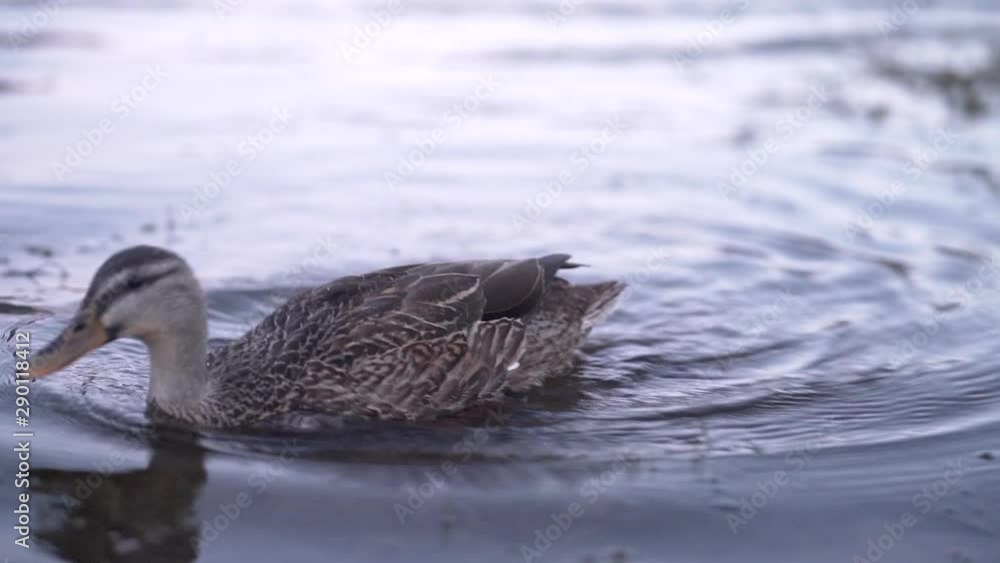 Duck swimming in a lake Duck swimming in a lake