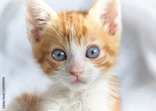 Baby orange cat with blue eyes staring