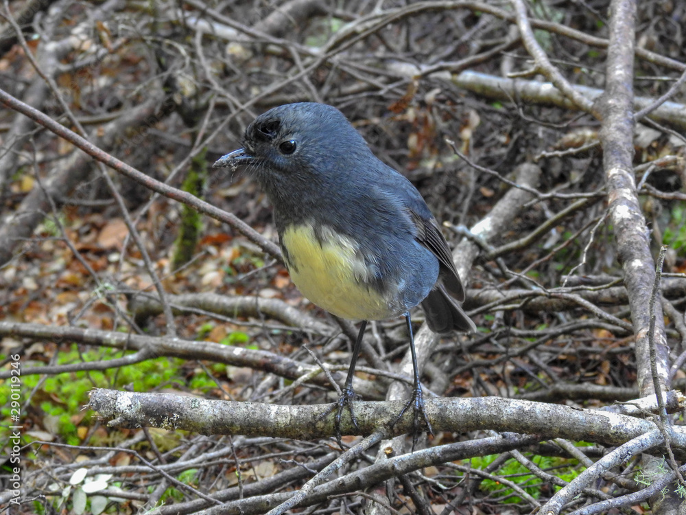 Friendly Robin in Fiordland New Zealand