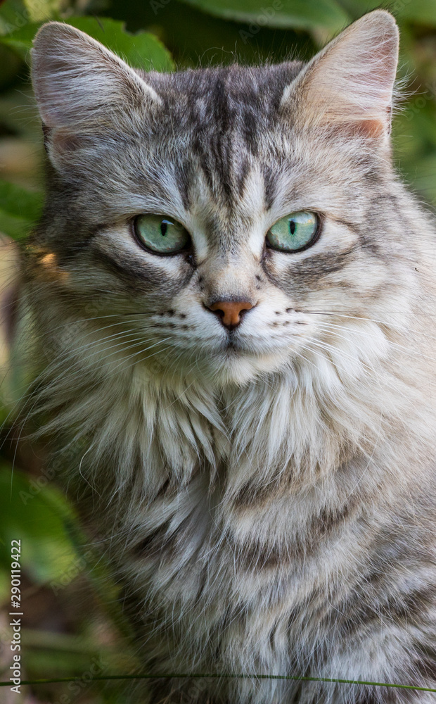Gorgeous cat of siberian breed playing outdoor. Hypoallergenic pet of livestock