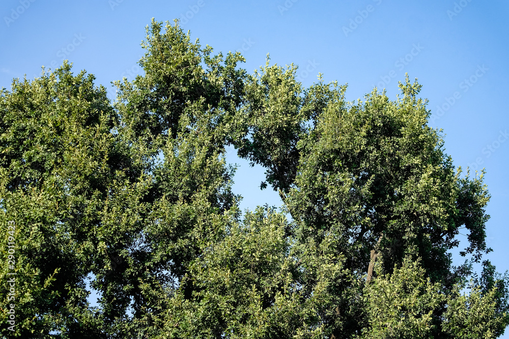 green deciduous trees in front of blue sky green deciduous trees in front of blue sky