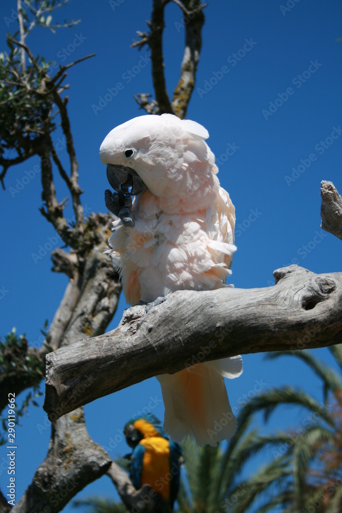cockatoo on a branch in the aqualeon park cockatoo on a branch in the aqualeon park