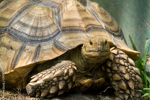 Sulcata - African Spurred Tortoise