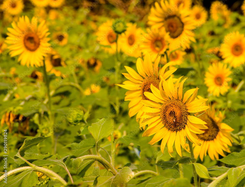 Many sunflowers in a yellow field, on a bright day Many sunflowers in a yellow field, on a bright day