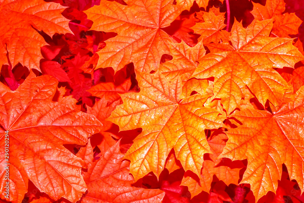 autumn landscape with bright colorful foliage. Indian summer. autumn landscape with bright colorful foliage. Indian summer.