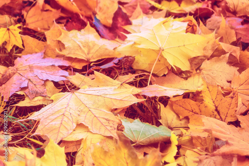 Autumn background with bright colorful leaves.