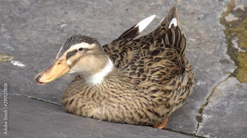 Close up Dubbling Duck resting photo