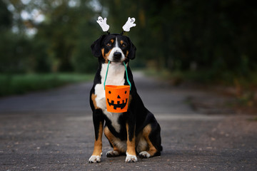 beautiful dog holding a halloween basket in mouth