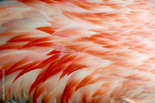 The American flamingo (Phoenicopterus ruber), closeup photo of plumage of pink flamingo.