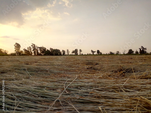 A straw field