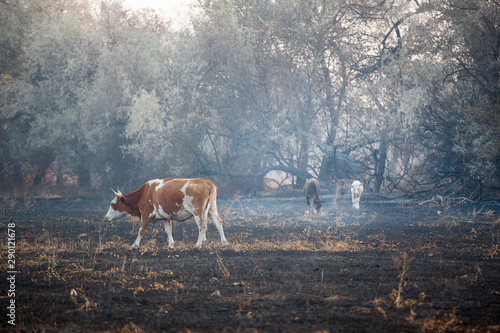 cow animal field after fire 