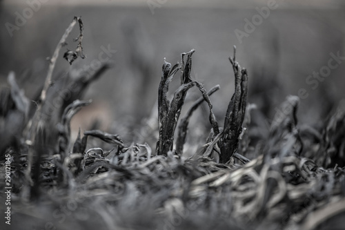 cane field after fire background
