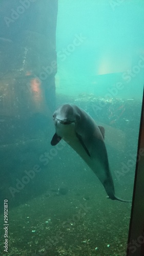 dolphin in water