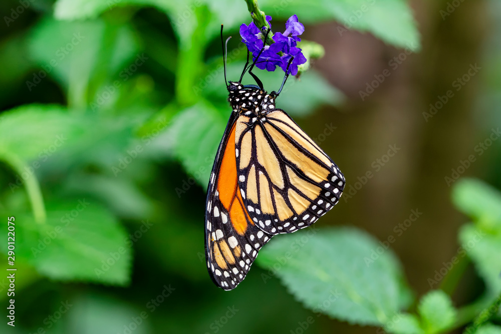 Naklejka premium Monarch, Danaus plexippus is a milkweed butterfly (subfamily Danainae) in the family Nymphalidae