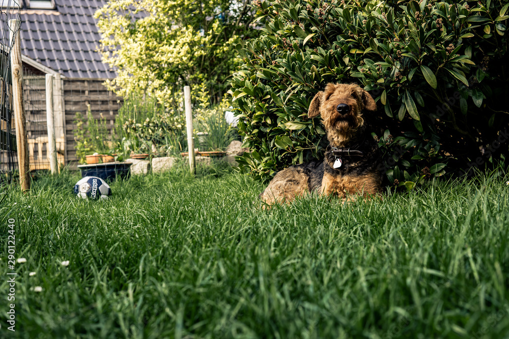Airdale Terrier in the Garden 9