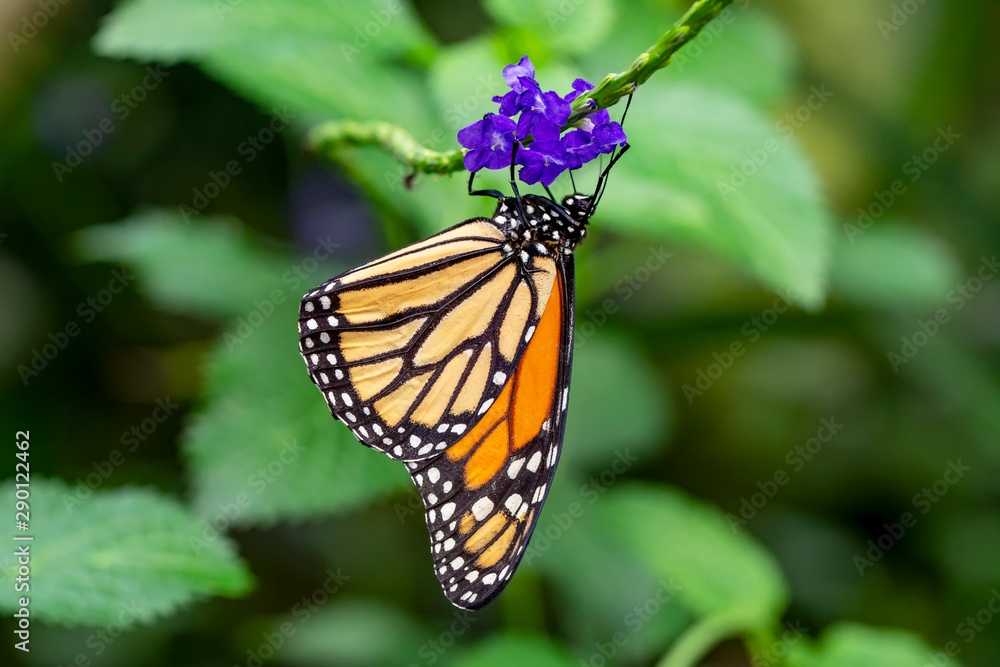 Fototapeta premium Monarch, Danaus plexippus is a milkweed butterfly (subfamily Danainae) in the family Nymphalidae