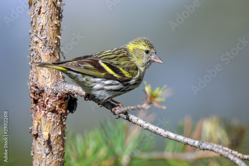 Eurasian Siskin