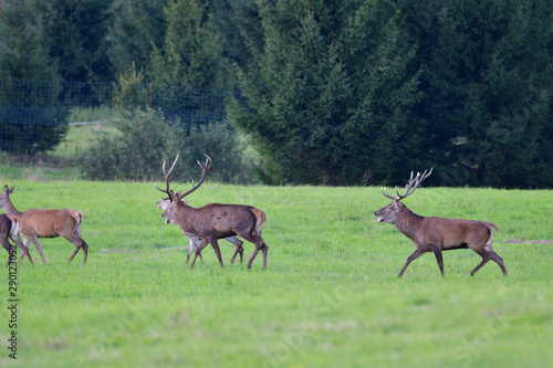 Deer stag defending his herd of female in pairing season © Pavol Klimek