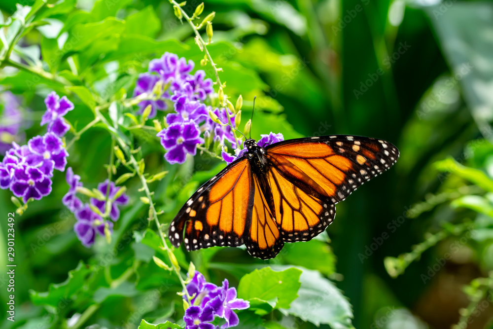 Fototapeta premium Monarch, Danaus plexippus is a milkweed butterfly (subfamily Danainae) in the family Nymphalidae