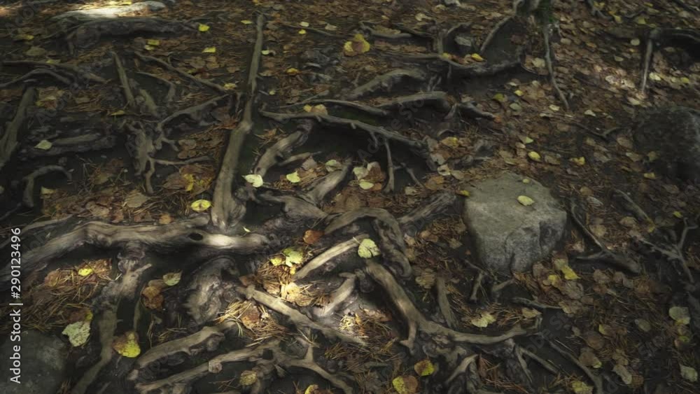 camera movement along tree roots camera movement along tree roots