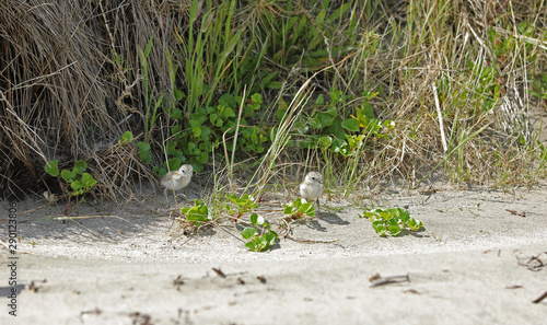 Dotterel Maoriregenpfeifer Neuseeland photo