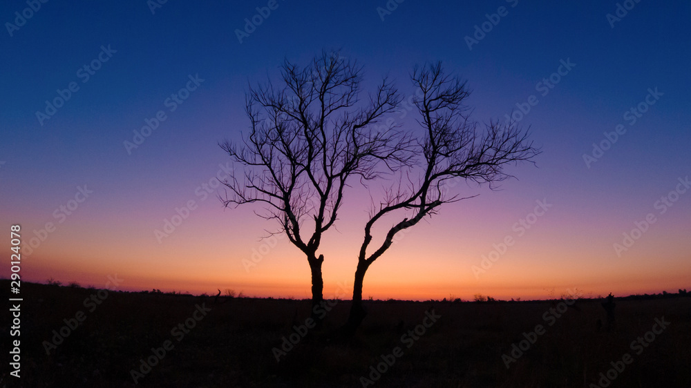 Silhouette of a lonely tree on a background of dawn