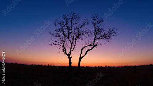 Silhouette of a lonely tree on a background of dawn