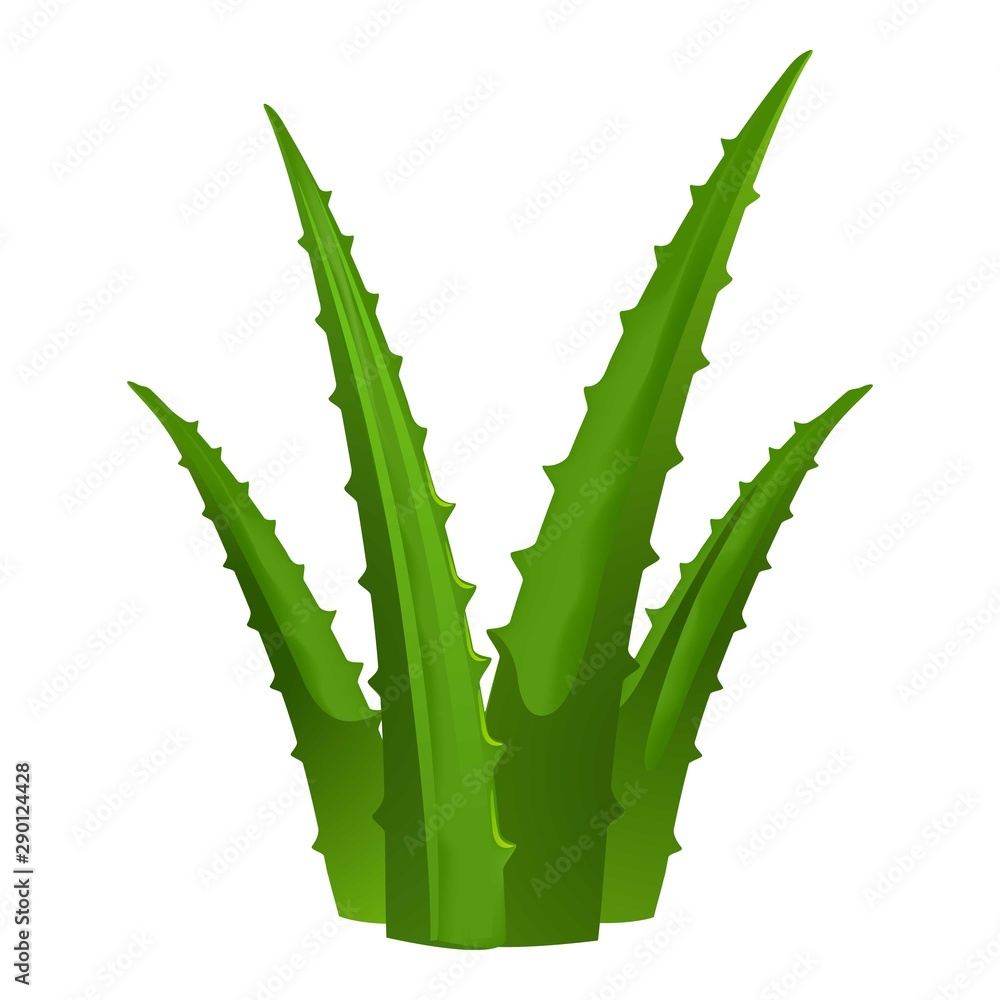 Naklejka premium Green aloe vera icon. Cartoon of green aloe vera vector icon for web design isolated on white background