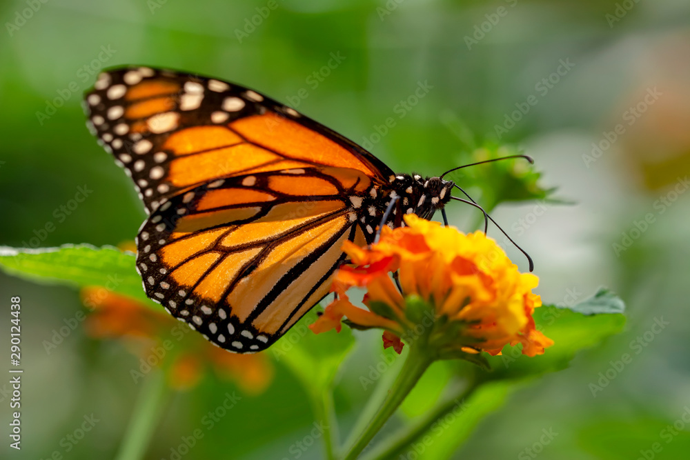 Fototapeta premium Monarch, Danaus plexippus is a milkweed butterfly (subfamily Danainae) in the family Nymphalidae
